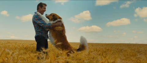 Egy kutya négy útja film