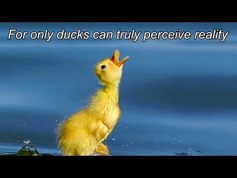 Ducksu youtube