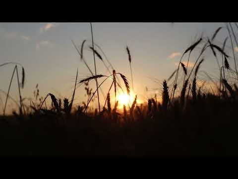 Pannonica Sonora: Petőfi Sándor-Az Alföld (magyar vers megzenésítve)