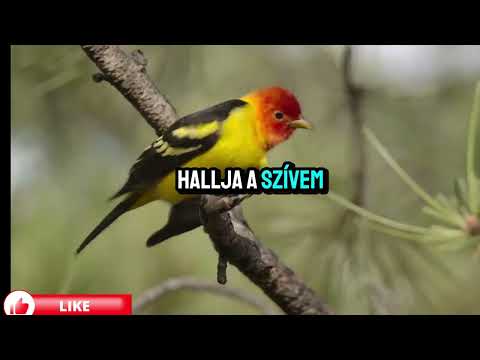 (Saját vers) 4 youtube