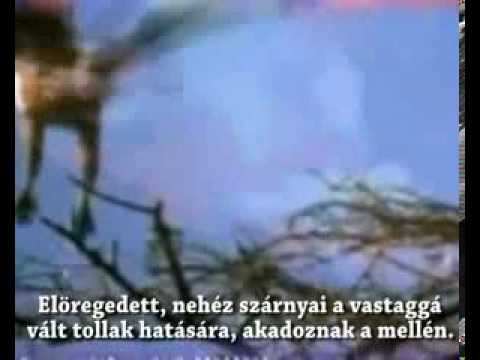 A sas újjászületése youtube A sas újjászületése youtube