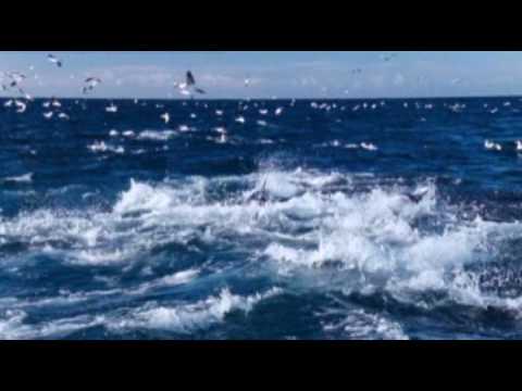    0:04 / 5:17  Ennio Morricone - Le vent, le cri youtube