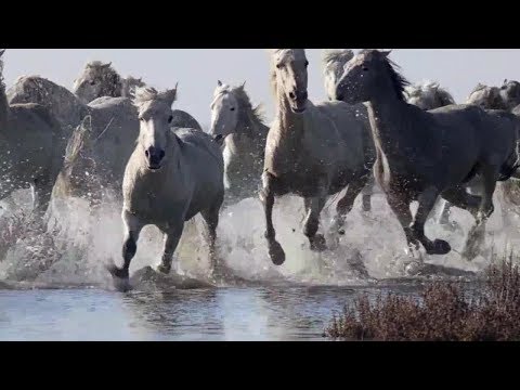 Leo Rojas youtube